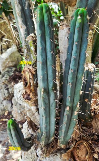 Cactus Echinopsis peruviana