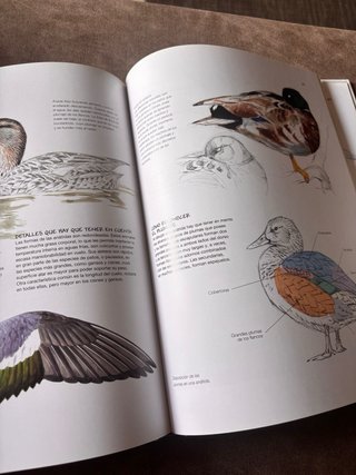 Dibujo de aves