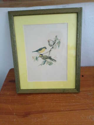 Cuadro aves ornitológico