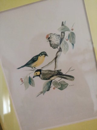 Cuadro aves ornitológico