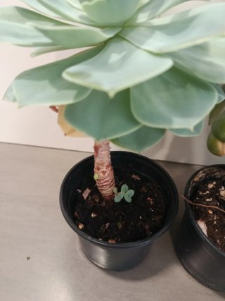 Echeveria Suculenta con hijuelos