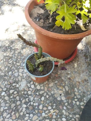 Cactus Flor de Dragón