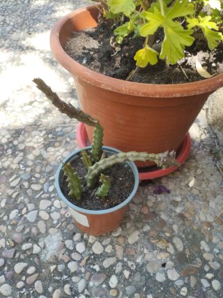 Cactus Flor de Dragón