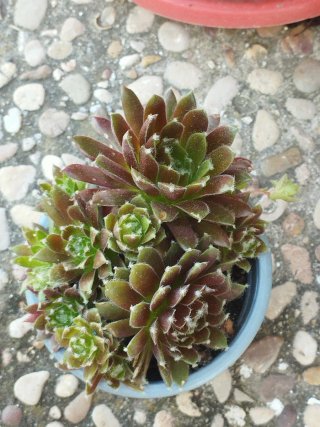 Siempreviva en maceta pequeña