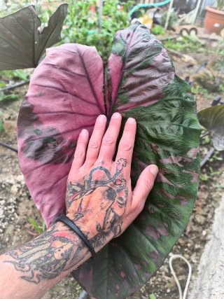 Alocasia Colocasia