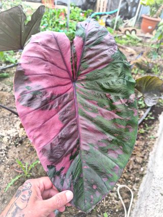 Alocasia Colocasia