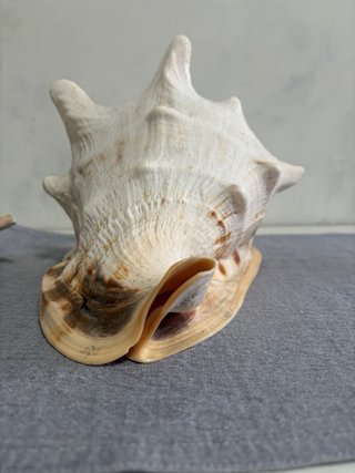 Conchiglie giganti vintage decorative