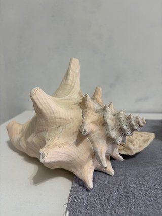 Conchiglie giganti vintage decorative