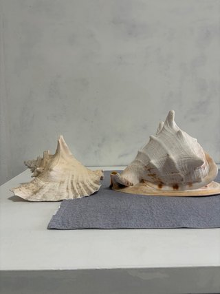 Conchiglie giganti vintage decorative