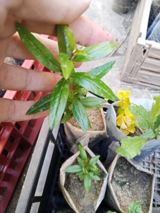 Piantina di Melograno