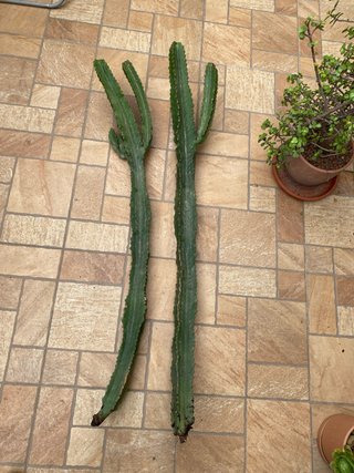 Cactus Euphorbia Candelabro