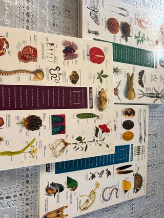Enciclopedia visual de los seres vivos