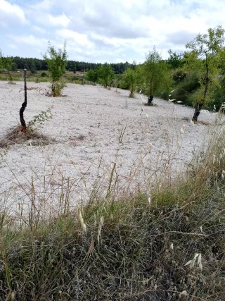 Terreno con Almendros en Alfafara