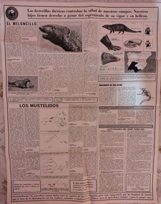 5 Posters Félix Rodríguez de la Fuente ADENA