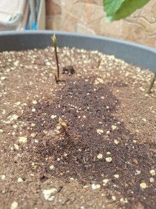 Planta de aguacate joven