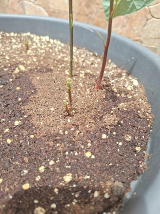 Planta de aguacate joven
