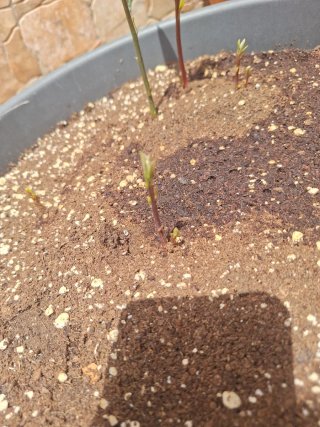 Planta de aguacate joven