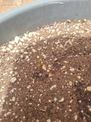 Planta de aguacate joven