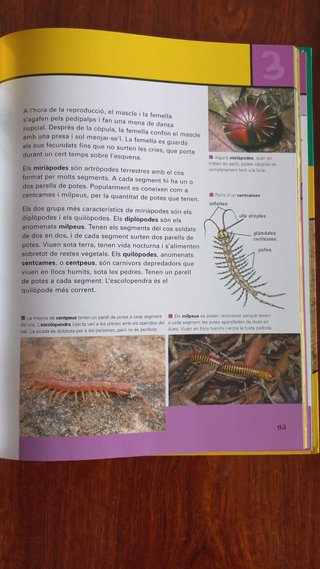 Enciclopèdia INFANTIL catalana- NENS en CATALÀ