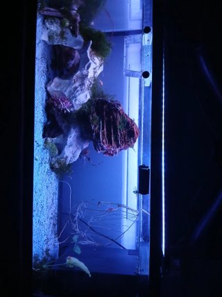 Acuario con musgos ancistrus pizarra sp gold guppy