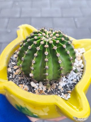 Cactus en maceta mortero