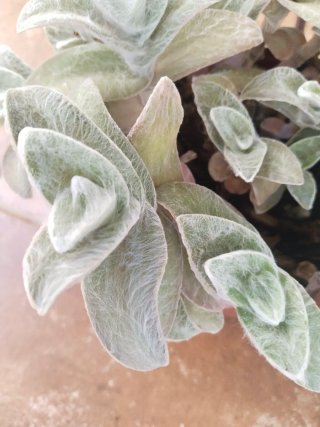 Tradescantia sillamontana planta