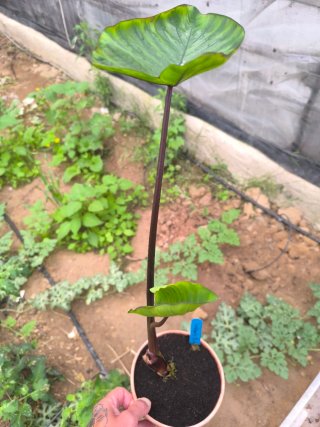 Colocasia para Andreu