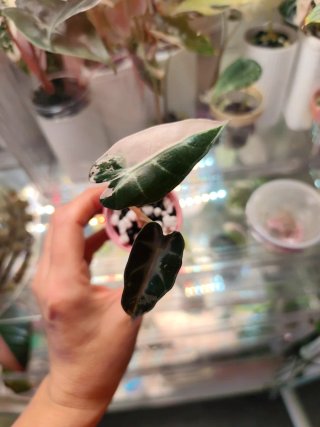 Alocasia Bambino Pink Emma