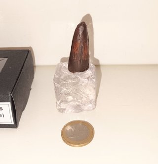 Diente Fósil Spinosaurus Aegyptiacus