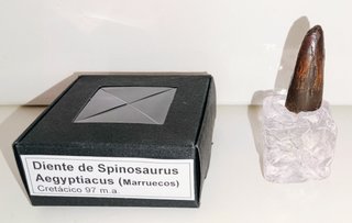 Diente Fósil Spinosaurus Aegyptiacus