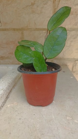 Hoya carnosa fiore di cera
