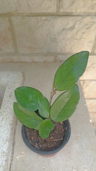 Hoya carnosa fiore di cera