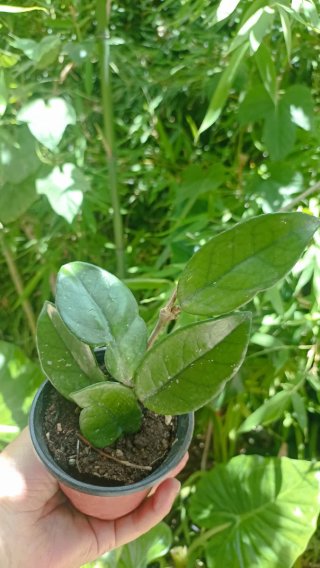 Hoya carnosa fiore di cera