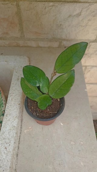 Hoya carnosa fiore di cera