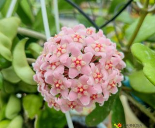 Hoya carnosa fiore di cera
