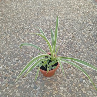 Planta Cinta o Mala Madre