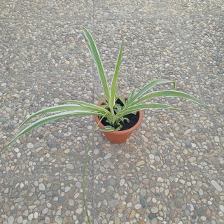 Planta Cinta o Mala Madre