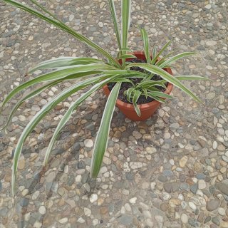 Planta Cinta o Mala Madre