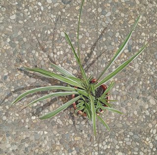 Planta Cinta o Mala Madre