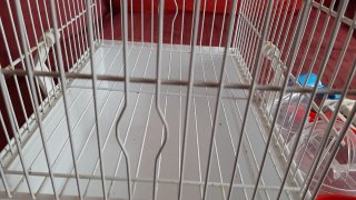 Jaula para pájaros blanca con accesorios