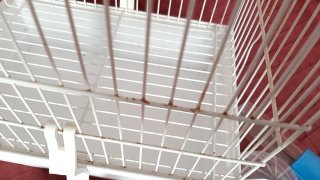 Jaula para pájaros blanca con accesorios
