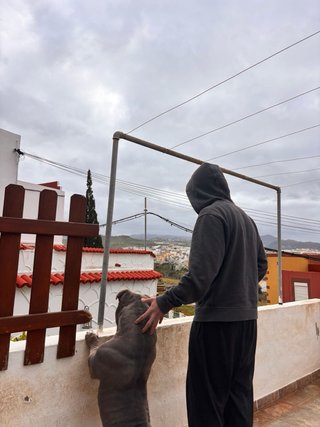Servicio de paseo y cuidado de perros