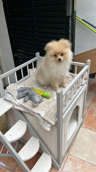 Casita para perros de madera