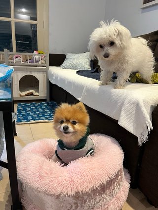 Casita para perros de madera