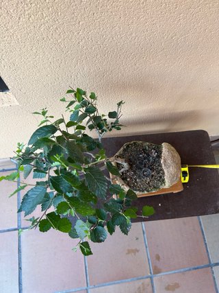 Bonsái de olmo en maceta de kurama