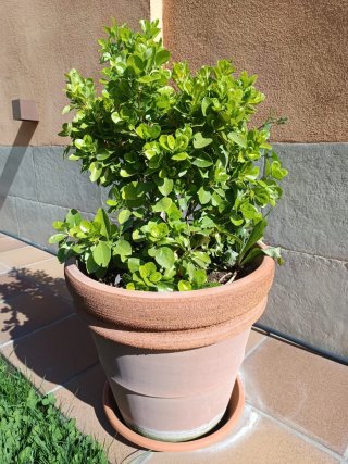 Macetero de terracotta grande con su plato.