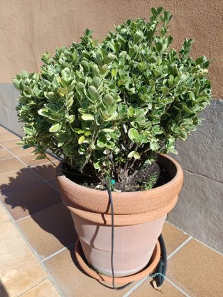 Macetero de terracotta grande con su plato.