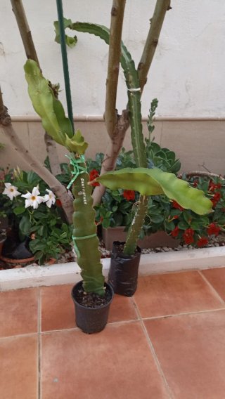 Planta de pitaya GIANT VIETNAM RED Autopolinizante