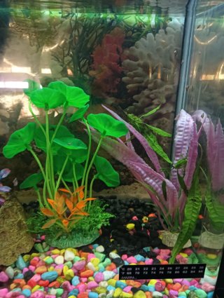 Acuario completo con accesorios