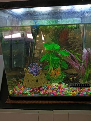 Acuario completo con accesorios